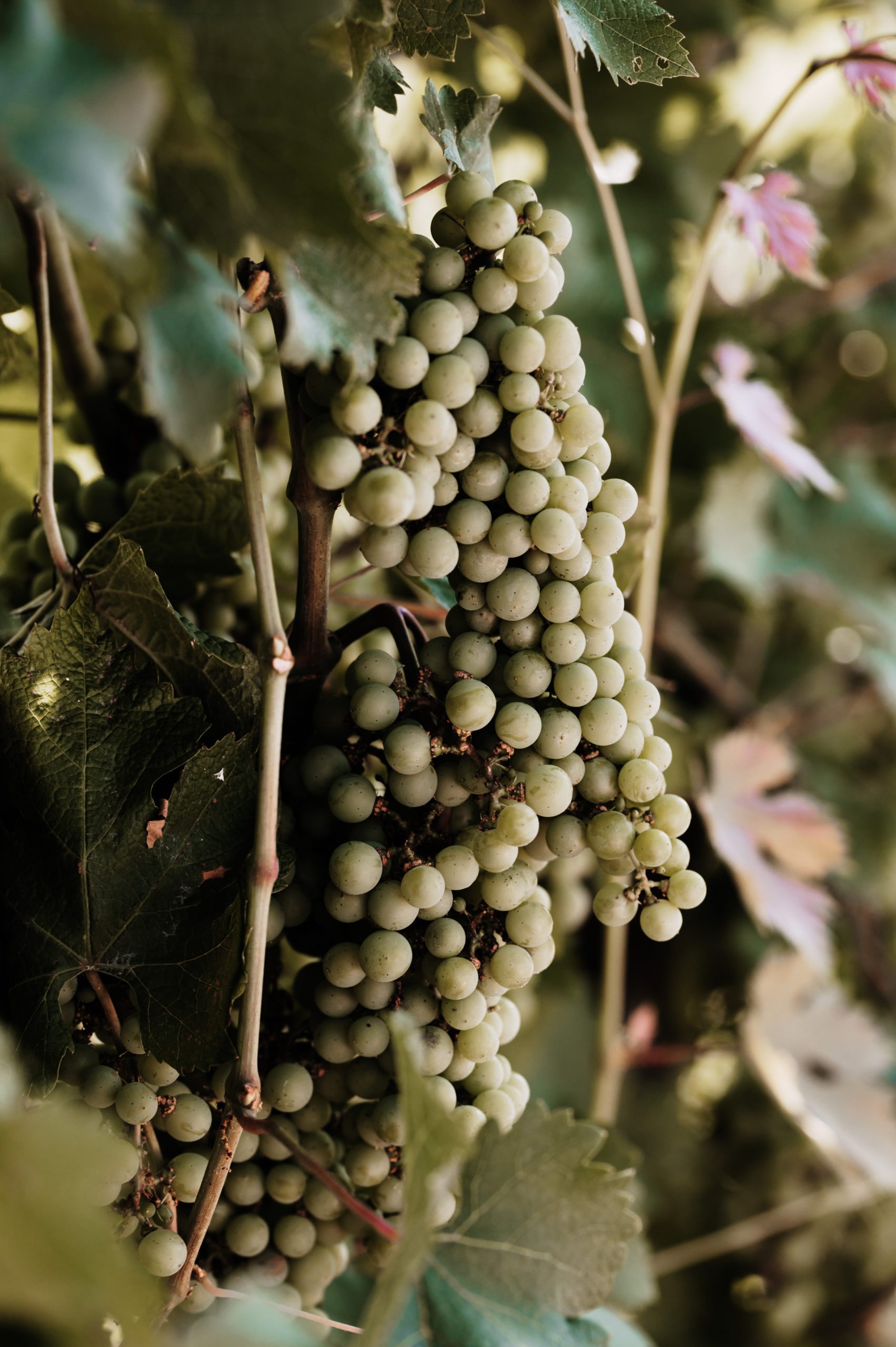 grapes in the vineyards of Mastronardi Winery